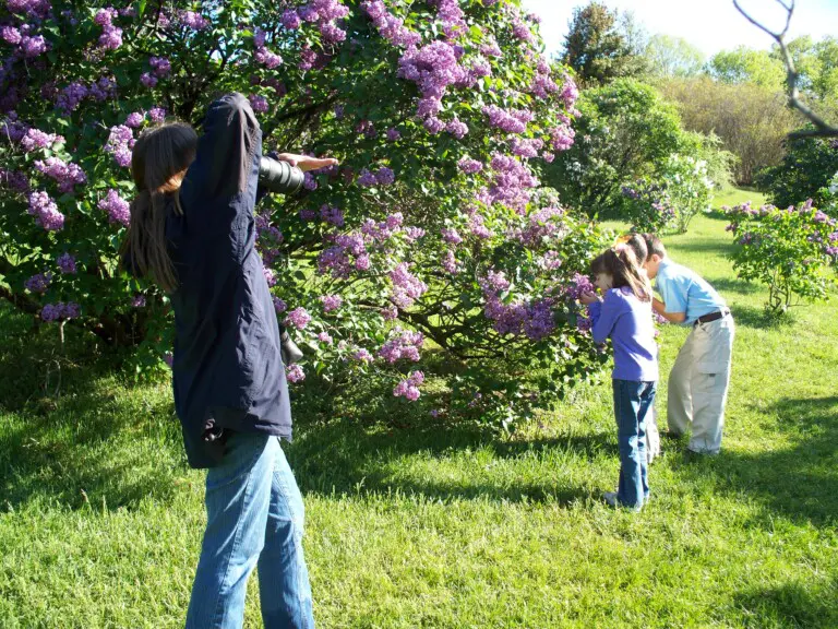 Rochester Lilac Festival Guide