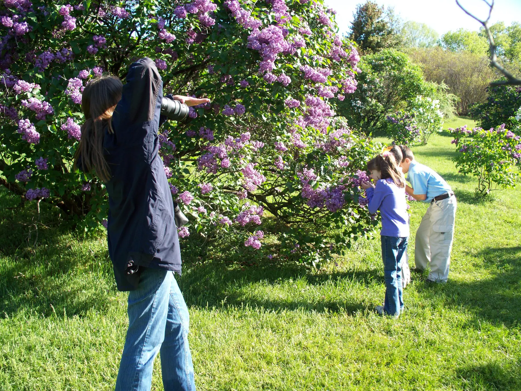 Rochester Lilac Festival Guide