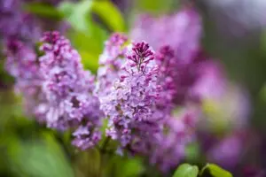 Rochester Lilac Festival Guide blooming lilacs in Highland Park
