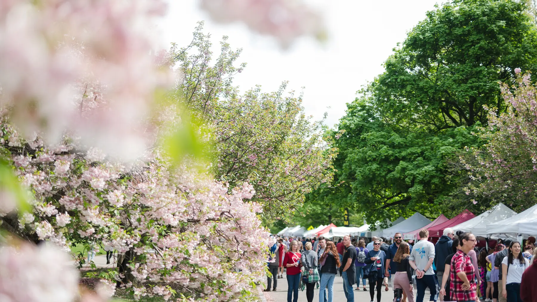 Spring in Rochester NY Lilac Festival