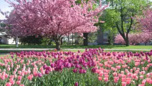 Highland Park Rochester NY