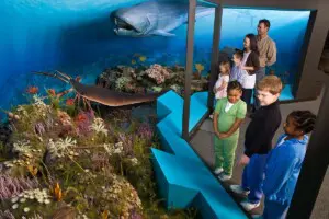 RMSC Rochester NY Exhibit