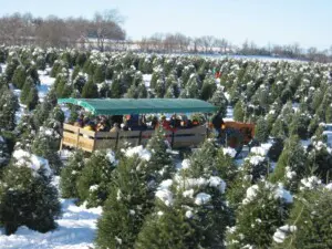 Stokoe Farms Rochester NY Christmas trees for sale in winter