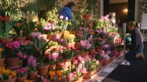 Spring flower installation Dutch Connection exhibit