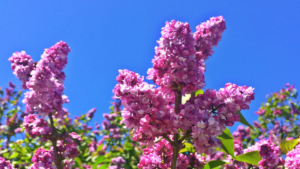 Lilac Festival 2026 Rochester NY Driffill Lilac