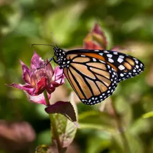Dancing Wings Butterfly Garden Rochester NY Memorial butterfly