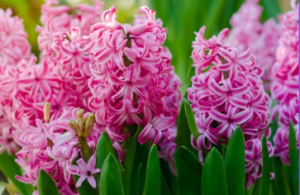 Hyacinth Dutch Connection floral arrangement