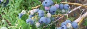 Lagoner Farms Rochester NY berry picking