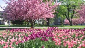 Highland Park Rochester NY