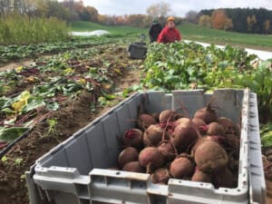 Wild Hill Farm Rochester NY vegetables Wild Hill Farm Rochester NY vegetables