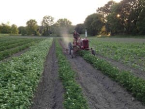 Wild Hill Farm Rochester NY vegetable fields Wild Hill Farm Rochester NY vegetable fields