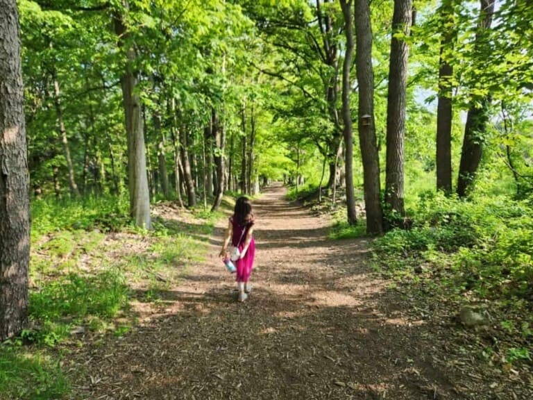 Woodland path through Birdsong Fairy Trail