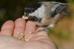 Bird feeding near Birdsong Fairy Trail Bird feeding near Birdsong Fairy Trail