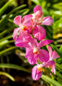 Orchids at Genrich's Garden Center Orchids at Genrich's Garden Center
