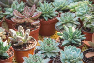 Succulents at Genrich's Garden Center Succulents at Genrich's Garden Center