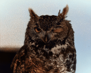 Rescued Great Horned Owl at Wild Wings Rescued Great Horned Owl at Wild Wings