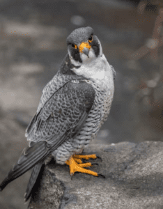 Peregrine Falcon at Wild Wings Sanctuary Peregrine Falcon at Wild Wings Sanctuary