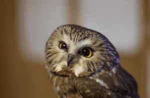 Saw Whet Owl at Wild Wings Saw Whet Owl at Wild Wings