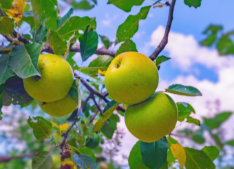 appleseason1