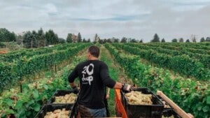 20 Deep Winery vineyard