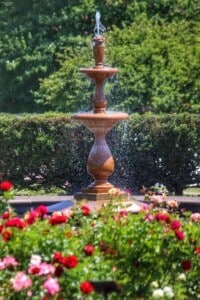 Blooming roses at Maplewood Rose Garden
