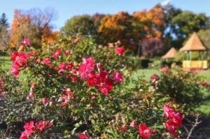 Maplewood Rose Garden with colorful roses in Maplewood Park