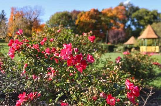 Maplewood Rose Garden with colorful roses in bloom
