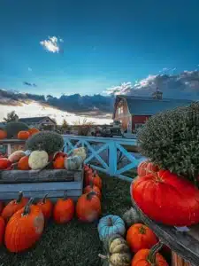Wickham Farms near Rochester NY