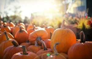 Pumpkins at G and S Orchards Pumpkins at G and S Orchards